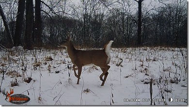 winter deer