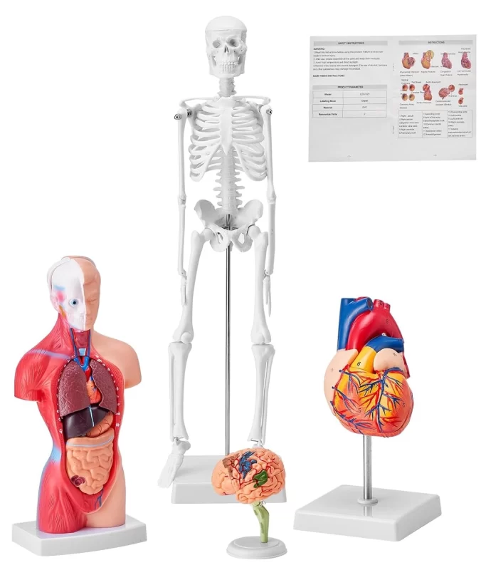VEVOR human anatomy model bundle including torso, heart, brain, and skeleton, ideal for teaching and decor