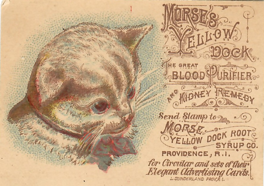 Front of Morse’s Yellow Dock advertising card with kitten lithograph and promotional text.